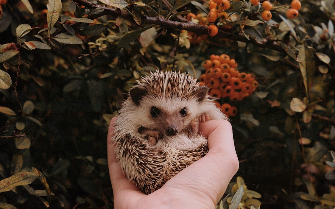 Helpful Hedgehog Hacks – Back Garden Wildlife Welfare